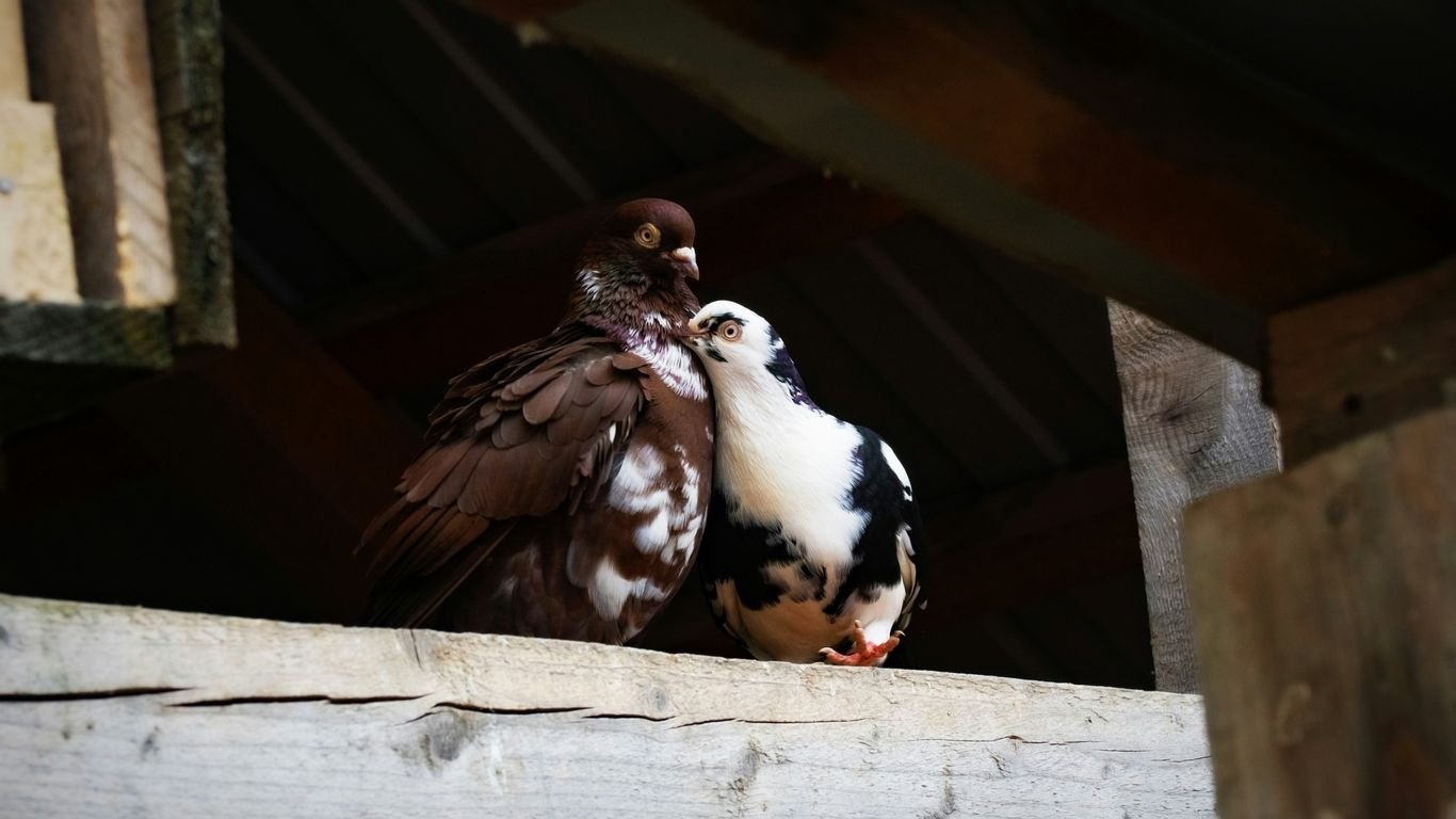 Homemade Chicken Feed: Is It Cheaper and Healthier Than Store-Bought?