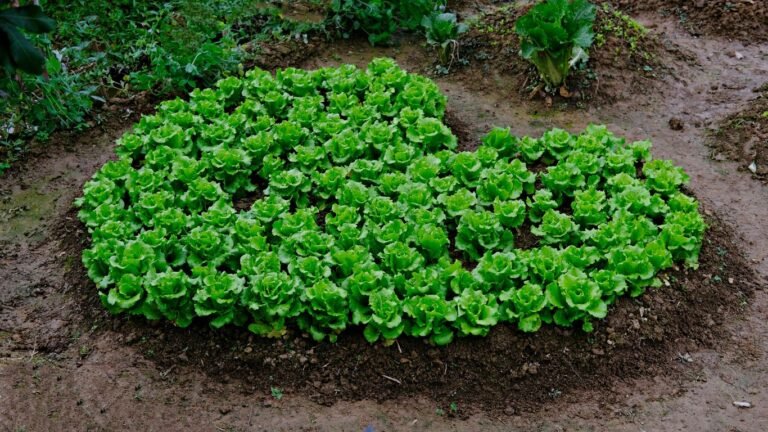 Companion Planting for Lettuce: Perfect Partners for Tender Greens