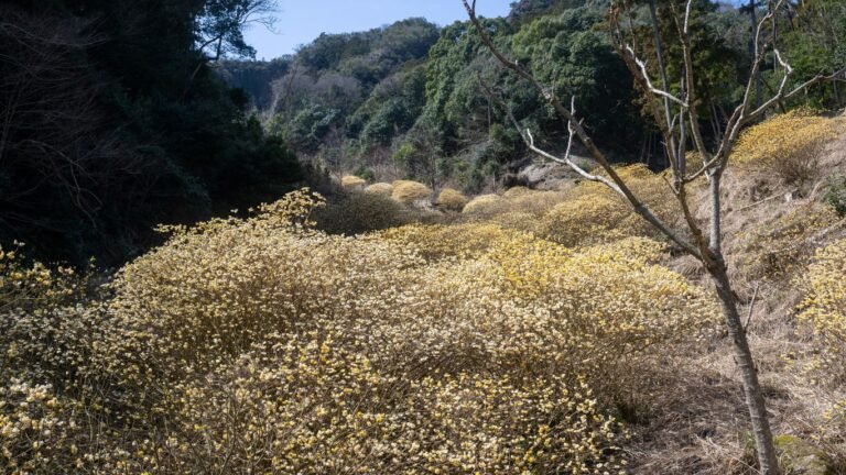 Foraging in California: 10 Wild Edibles You Can Find Year-Round