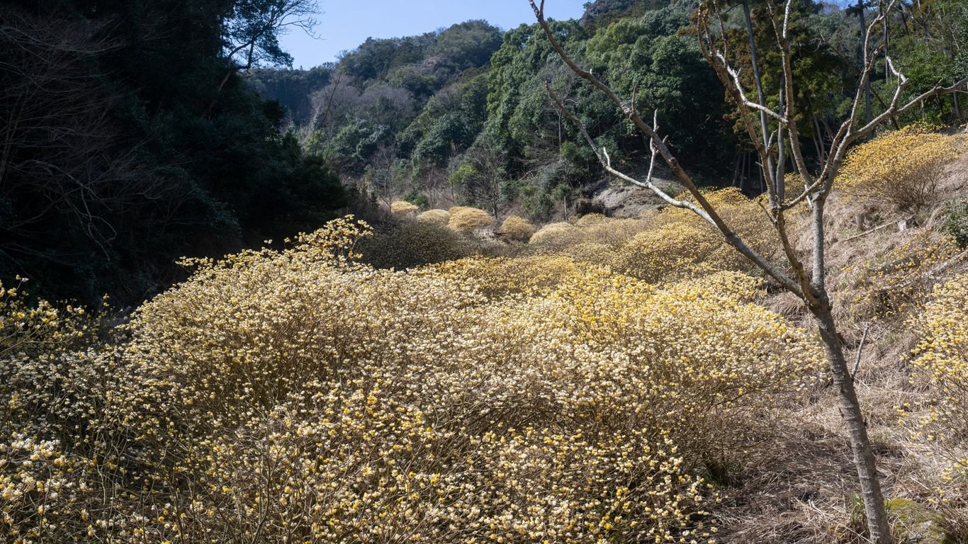Foraging in California: 10 Wild Edibles You Can Find Year-Round