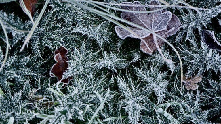 Zone 9 Winter Gardening Guide: What to Plant in December and January