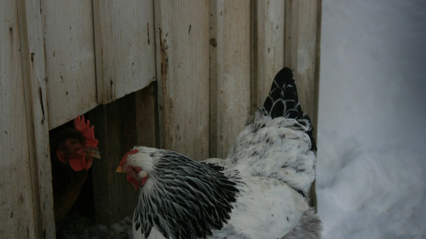 Winter Chicken Care: How to Keep Your Flock Warm and Laying