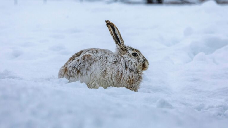 Fall Rabbit Care: Preparing Hutches and Feeding for Cold Weather