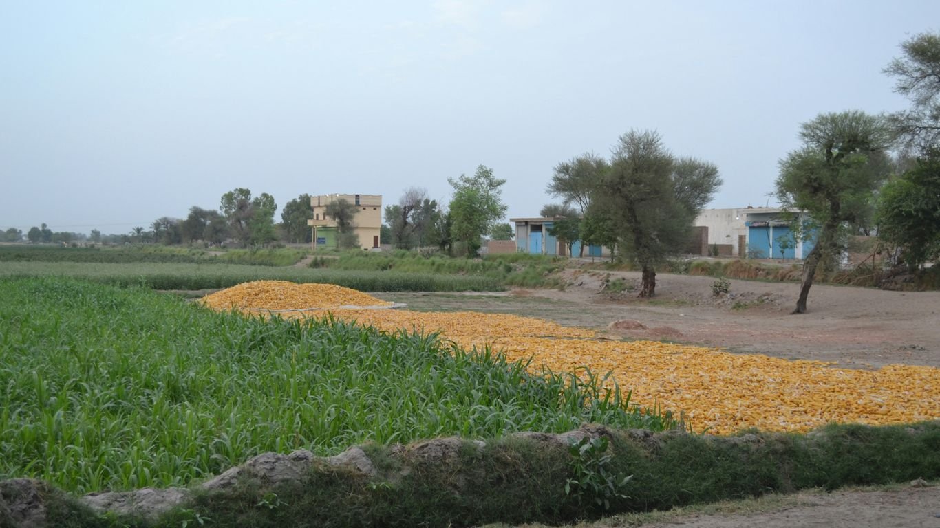 Is Growing Garlic Profitable? Cost, Yield, and Storage Tips