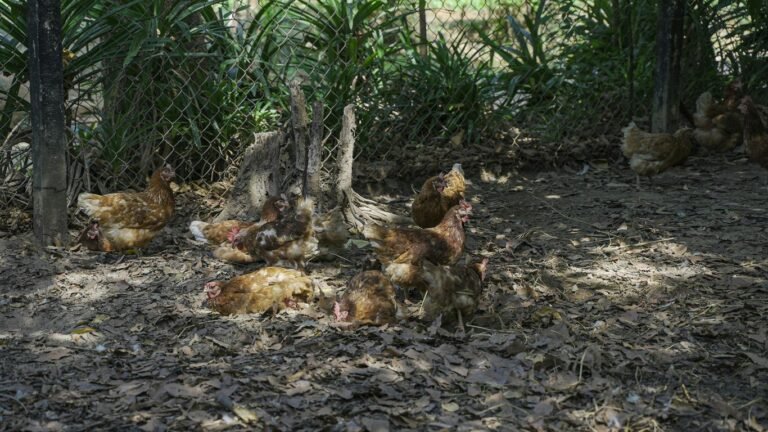 Raising Chickens for Eggs: Cost vs. Store-Bought Comparison