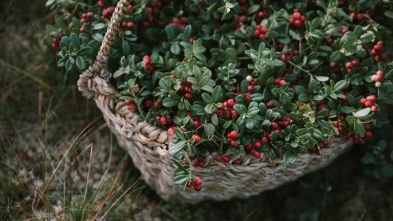Foraging in Wisconsin: Berries, Nuts, and Late-Summer Wild Harvests