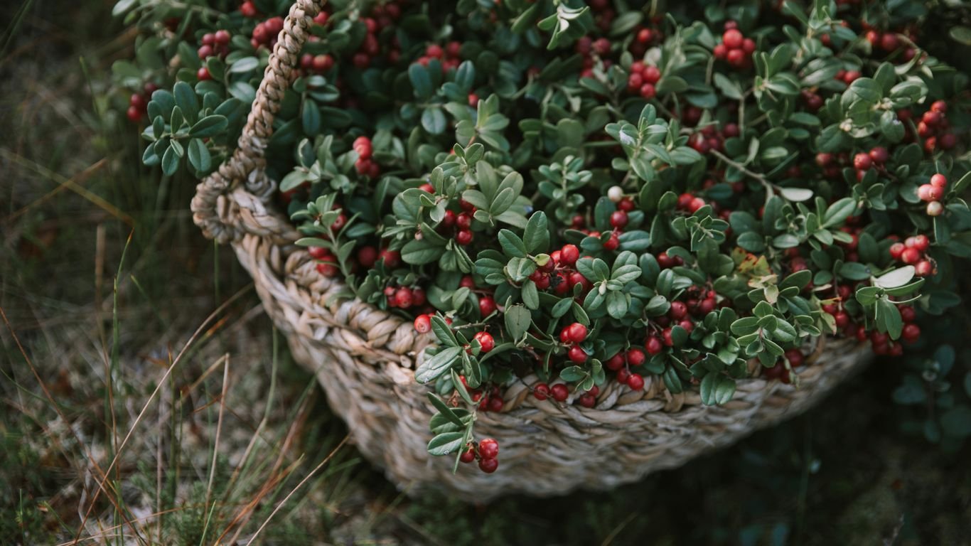 Foraging in Wisconsin: Berries, Nuts, and Late-Summer Wild Harvests