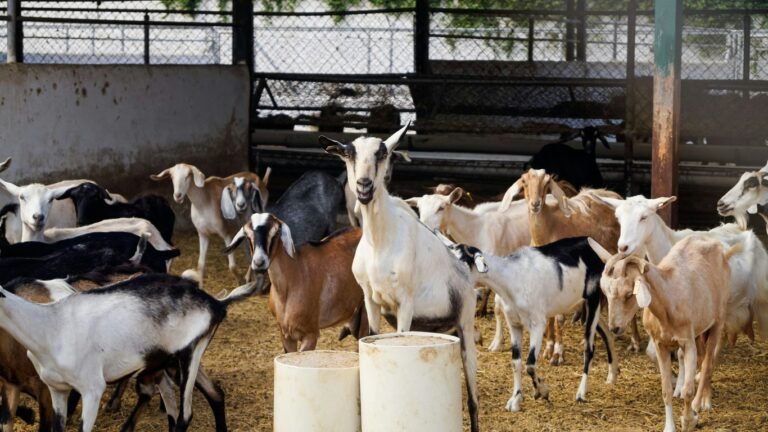 Is Raising Goats for Milk Worth It? Costs, Yields, and ROI