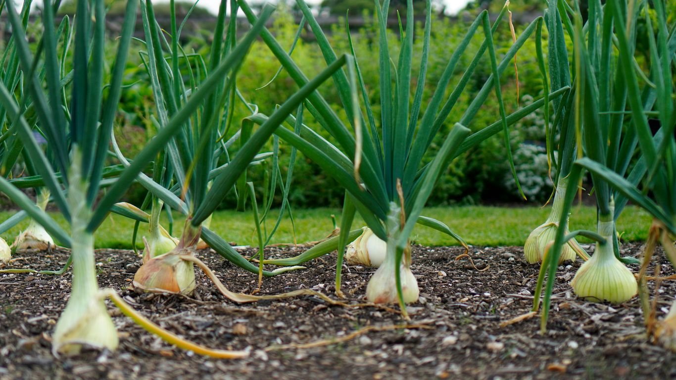 Companion Planting for Onions: What Grows Well (and What to Avoid)