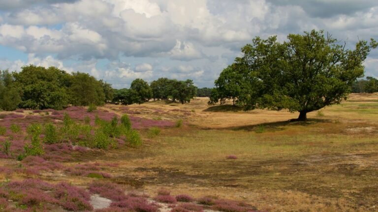 Foraging in Texas: Edible Plants, Nuts, and Wild Herbs to Harvest