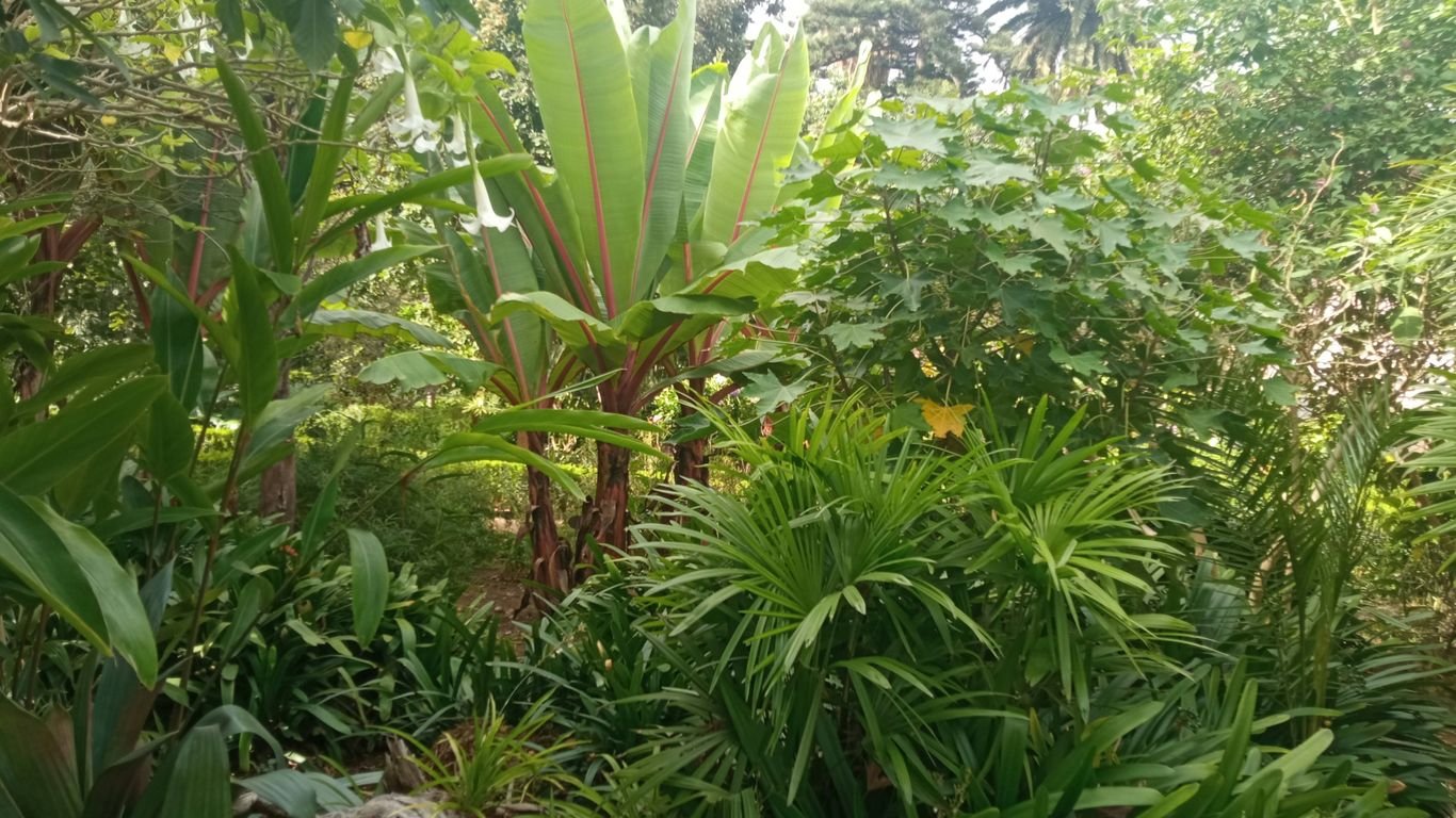 Best Companion Plants for Basil: Pairings for Flavor and Pest Prevention