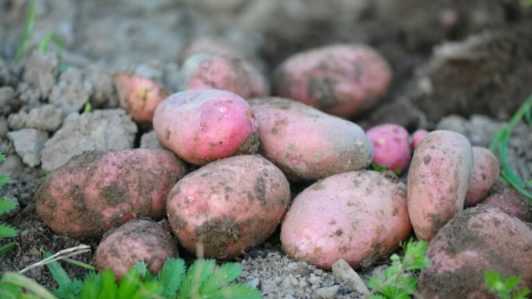Is Growing Potatoes Worth It? Cost, Yield, and Storage Analysis