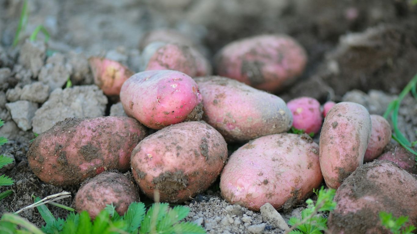Is Growing Potatoes Worth It? Cost, Yield, and Storage Analysis