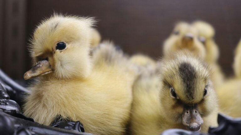 Spring Chick Care: Brooder Setup and Healthy Growth Tips