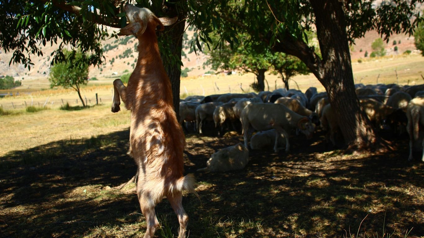Summer Goat Care: Preventing Heat Stress and Keeping Herds Healthy