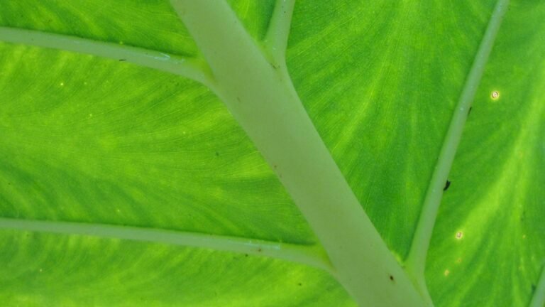 Turning Your Garden Into Cash: Profitable Crops to Grow