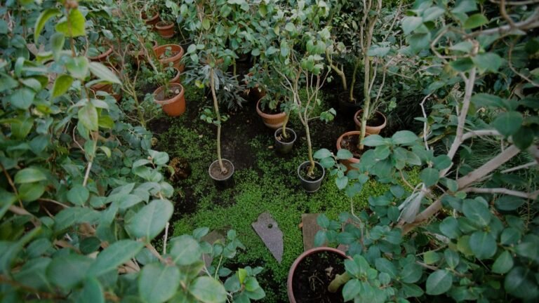 Companion Planting for Cucumbers: Friends, Foes, and Proven Pairings