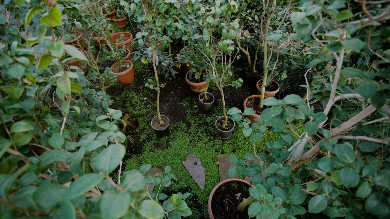 Companion Planting for Cucumbers: Friends, Foes, and Proven Pairings