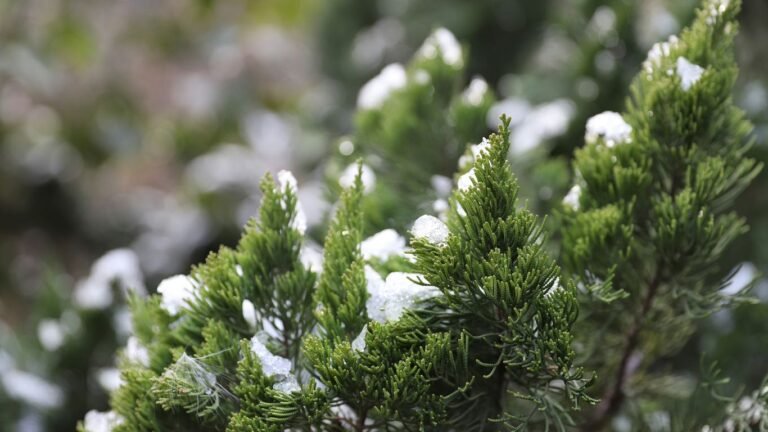 November Preserving Guide: Winter Greens and Pickled Favorites