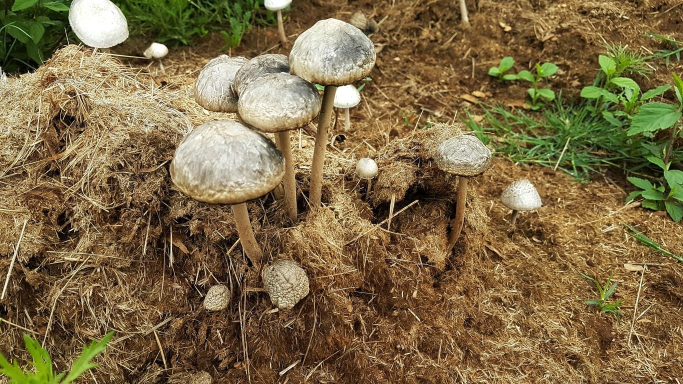 How to Start a Backyard Mushroom Patch