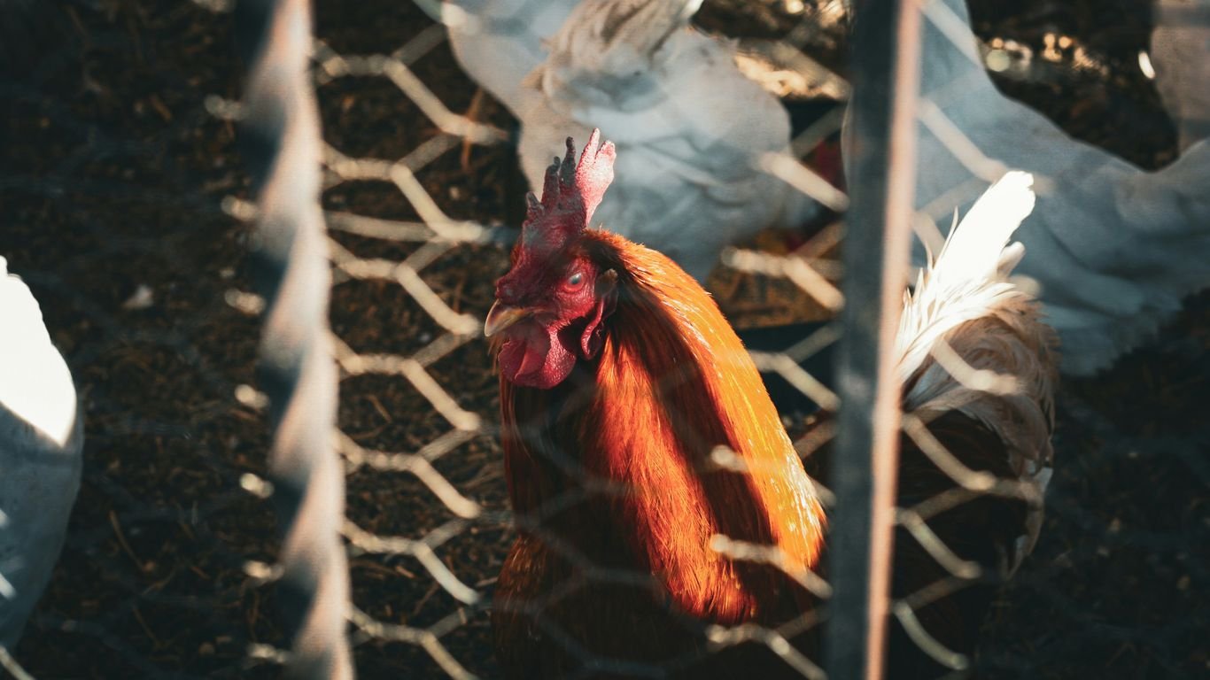 Low-Maintenance Homestead Animals for Busy People