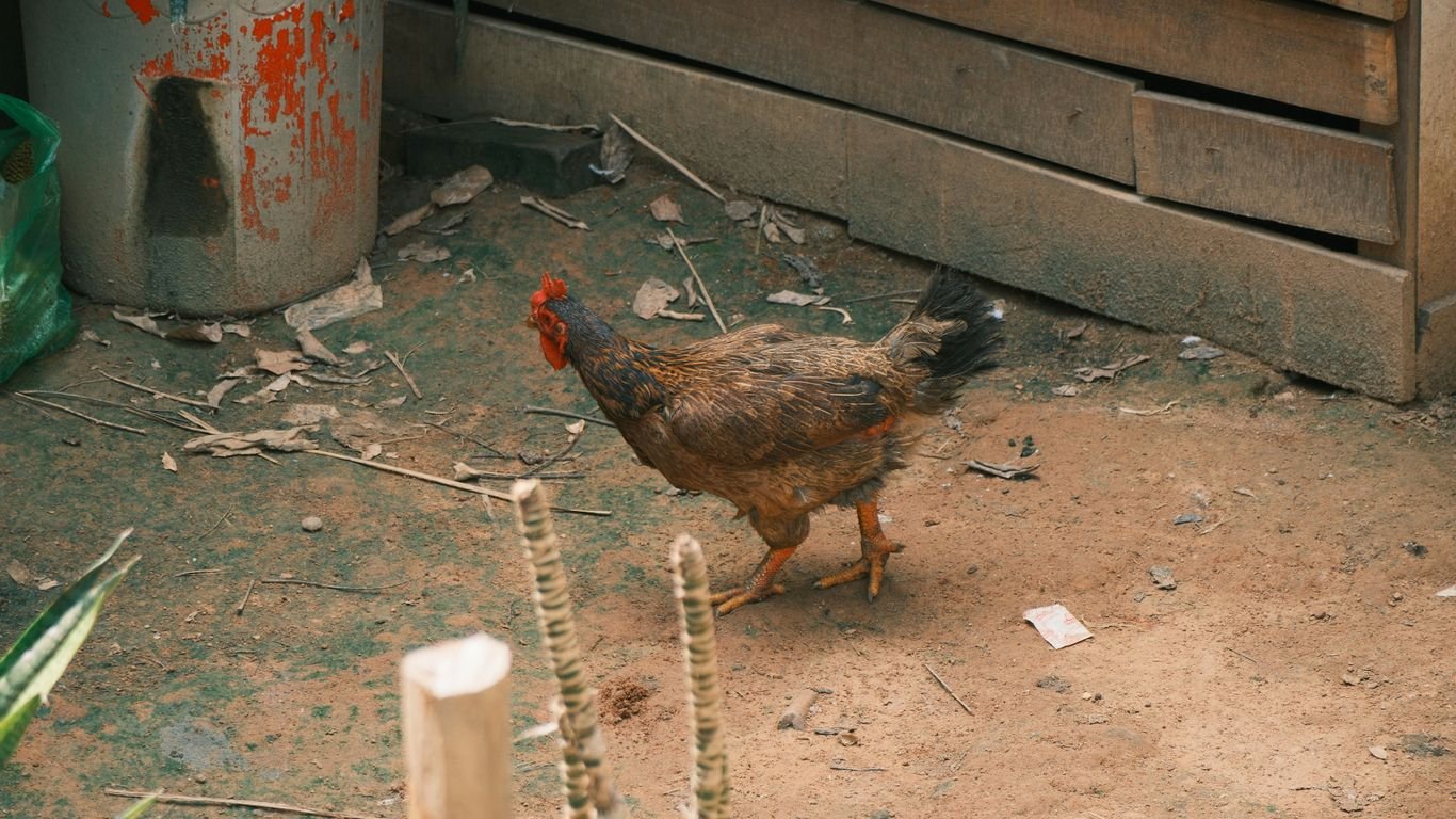 How to Turn Your Chicken Coop Into an Income Stream