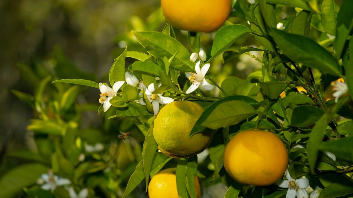 DIY Natural Christmas Scents Using Herbs, Citrus & Evergreens