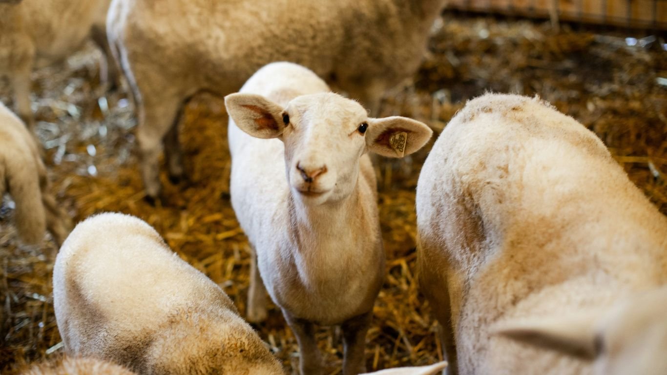 How to Make Money Raising Animals on the Homestead