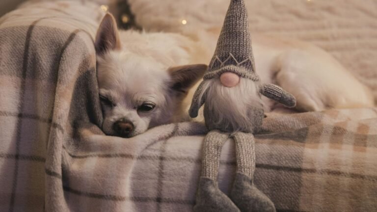 How to Keep Animals Warm and Safe During Winter