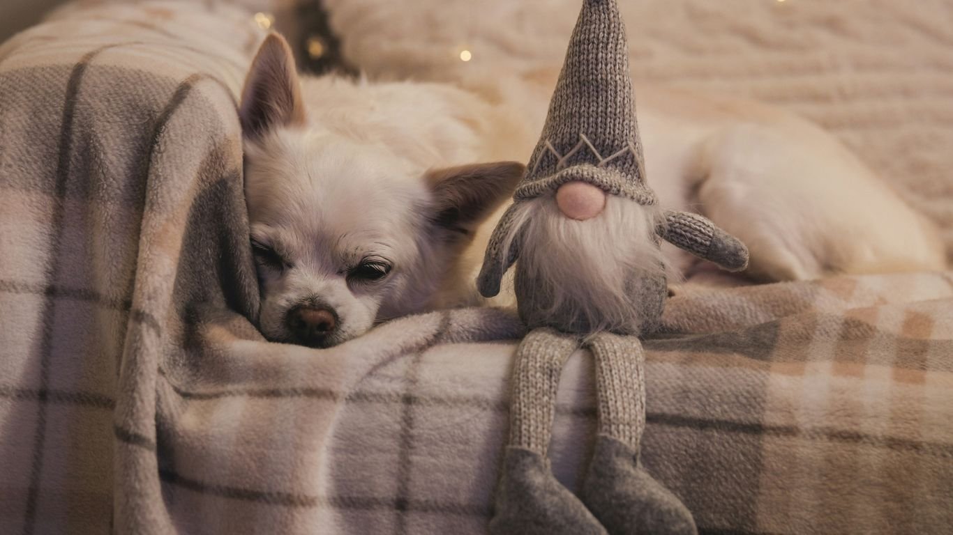 How to Keep Animals Warm and Safe During Winter