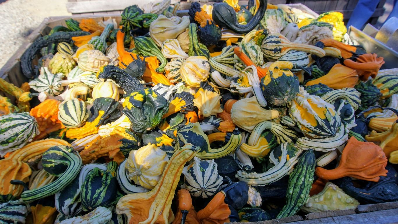 The Best Vegetables to Freeze Dry at Home