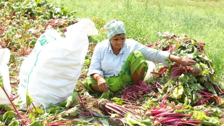 How to Reduce Your Grocery Bill by 50% With Homesteading