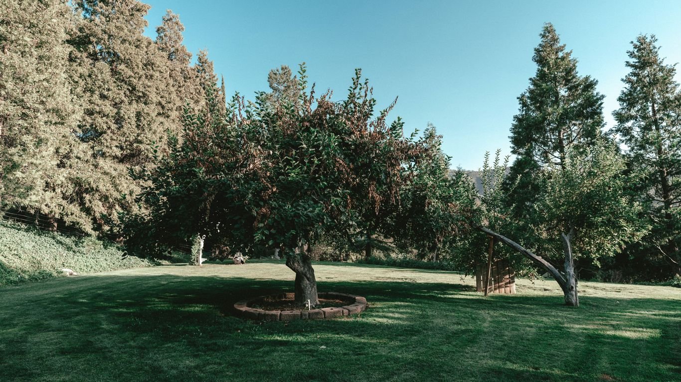 How to Turn Your Backyard Into a Mini Orchard