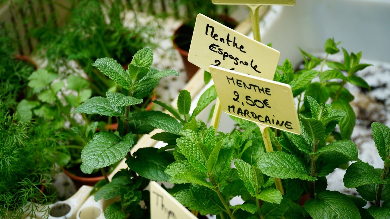 How to Grow a Medicinal Herb Garden for Beginners